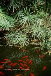 Image du Maroc Professionnelle de  Le Jardin Majorelle une pure merveille crée par le peintre français Jacques Majorelle, qui a eu le coup de foudre pour Marrakech. Yves Saint Laurent et Pierre Bergé font l’acquisition de ce havre de paix durant les années quatre-vingt où Yves Saint Laurent dessina plusieurs pièces. son voeux était de faire de ce parc une œuvre d’art vivante. On y découvre des plantes provenant des cinq continents, yuccas d’Océanie, lotus d’Asie, cactus d’Amérique, palmiers d’Afrique et cyprès d’Europe …, à Marrakech le Lundi 18 Août 1997. ((Photo / Abdeljalil Bounhar)